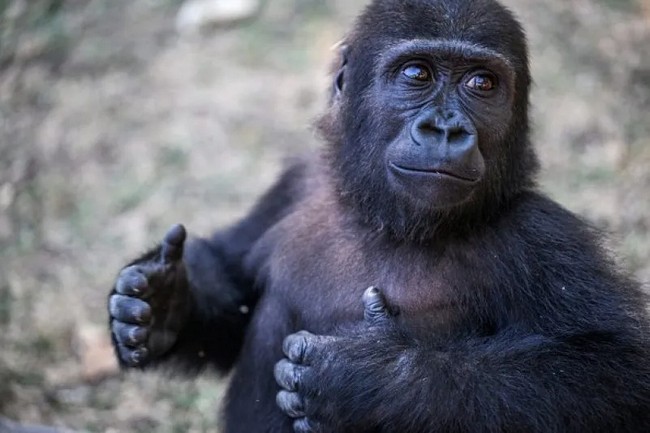 Turkey to Keep Zeytin the Gorilla: DNA Test Casts Doubt on Nigeria’s Request